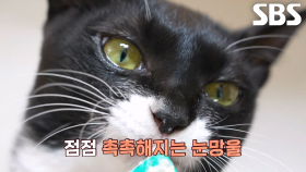 ‘신사냥’ 텐이의 눈물 젖은 간식 먹방↘