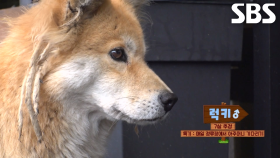 매일 버스정류장에 나타나는 의문의 ‘견공’↗