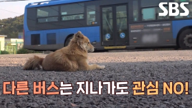 아주머니 오매불망 기다리는 럭키의 초능력! (ft.사랑의 힘)