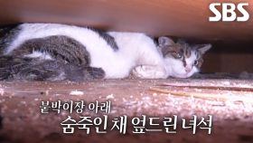 붙박이장 뒤로 떨어져 갇힌 고양이, 보리
