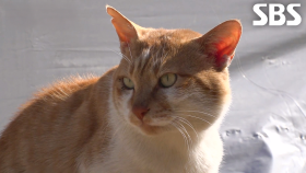 두 다리가 전부인 야옹이의 안타까운 사연↘