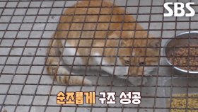 두 발 야옹이의 치료 위한 구조 작전↗