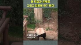 에버랜드 판다월드에 때 아닌 샛노란 유채꽃이 핀 이유