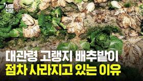 우리나라 '고랭지 농업'에 찾아온 위기...고랭지 배추밭 탐방 및 토론회 현장