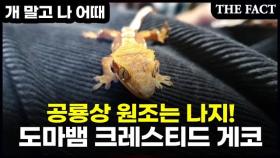 [개 말고 나 어때] 공룡상 스파이더맨 '크레스티드 게코'