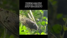 삶과 죽음이 한날한시에…폭염 속 말벌의 매미 사냥