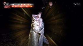 포항 밤바다 거대한 대물 ‘농어’를 잡다!