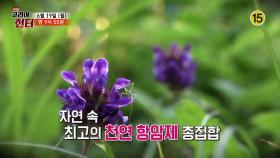 자연이 내린 천연 항암제를 찾아라!_코리아헌터 55회 예고