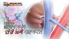 봄철 피곤함은 춘곤증이 아니라 신장 노화때문이다!