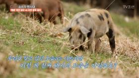 한국의 자연 방목 돼지들! 행복함이 눈에 보여