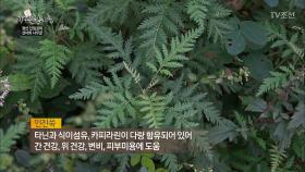 하늘이 내린 보약 ‘인진쑥’