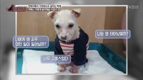 아기 강아지 하레, 죽음에서 기적적으로 살아나다