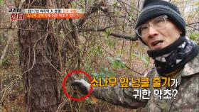소나무에 숨어있는 귀한 약초! 자세히 봐야 보인다!