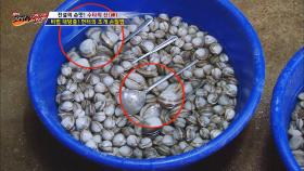 베테랑 헌터만의 조개 손질 꿀팁 대공개!