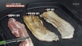 열악한 돼지VS방목 돼지...놀라운 맛의 차이!