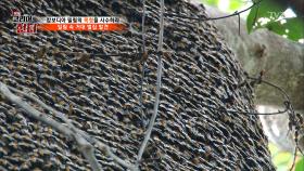 캄보디아 밀림에서 발견한 10만 마리의 꿀벌!