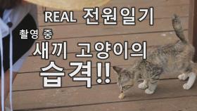 [미방영] REAL 전원일기 촬영중 새끼 고양이의 습격!!