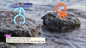 제주도 돌은 수놈,암놈 나뉜다?