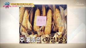 생산성甲 주체 농법으로 키운 북한 옥수수 맛은?