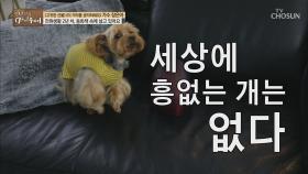 [선공개] 세상에 흥 없는 개는 없다