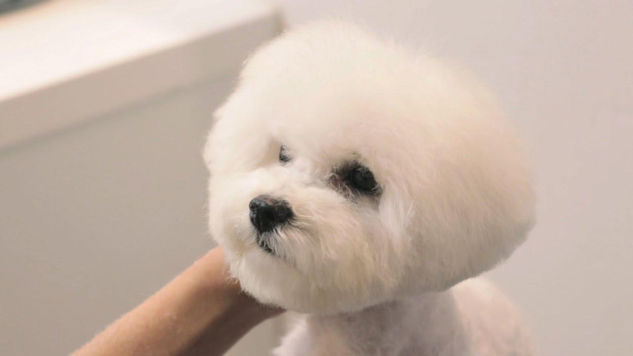 아기 강아지의 반전 배냇미용 / dog grooming [개이크오버 EP.6] : TV줌