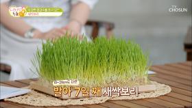 혈관 청소부 ‘중성지방’ 낮추는 새싹보리