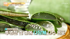 ‘감기·독감 예방’에 좋은 면역력 지킴이 ʚ알로에ɞ TV CHOSUN 20210122 방송