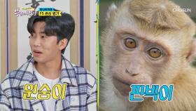 원숭이 판박이(?) 몰입력 최고 원숭이상 영웅이🐵| TV CHOSUN 20201209 방송
