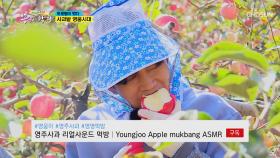구독 좋아요 부탁해요👍 영웅이의 영주 사과 ASMR🍏| TV CHOSUN 20201021 방송