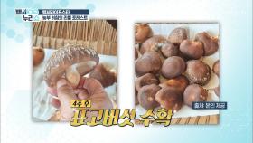 집에서 버섯 재배라니!? 표고버섯 종균 심기🍄 TV CHOSUN 20210414 방송