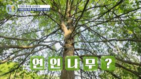 누가 꽃이게~🤗 연인 잃어버릴 규모의 서해안 천리포 수목원🌺 TV CHOSUN 20210819 방송