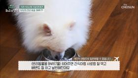 반려동물 다이어트에도 도움을 주는 ‘BNR17’ 유산균😉 TV CHOSUN 20220409 방송