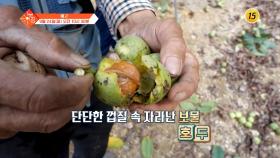 슬기로운 아침 45회 예고 TV CHOSUN 240924 방송