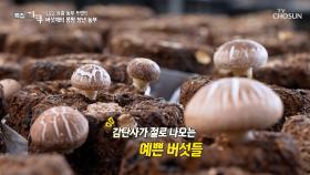 몸짱💪 사장님이 키운 버섯은🍄 맛도! 모양도! 짱👍 TV CHOSUN 241116 방송