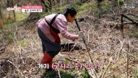 고사리 채취🌿를 위해 굽은 허리로 힘겹게 산⛰을 오르는 엄마😣 TV CHOSUN 250518 방송