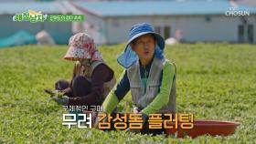 집도 주고🏡 감성돔도 줄게🐟 관매도 이장님의 치명적인 유혹😘 TV CHOSUN 250627 방송