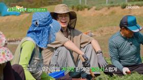 ※사투리 아님 주의※ 불란서스러운 관매도 유머🤣와 함께하는 쑥 캐기🌿 TV CHOSUN 250627 방송