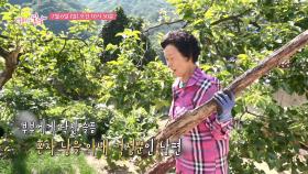 나무꾼 남편과 선녀 영숙 엄마_엄마의 봄날 512회 예고 TV CHOSUN 250706 방송