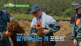 이걸 언제 다 해😮? 수작업🖐으로 진행되는 톳 건조 작업😄 TV CHOSUN 250704 방송