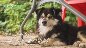 [선공개] ＂이 섬 강아지들은 왜 다리가 다 짧지?!＂ 관매도 강아지들 출생의 비밀 TV CHOSUN 250725 방송