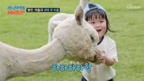 알파카에게 돌진💥 병만의 족장 DNA（?）를🧬 물려받은 똑이👶 TV CHOSUN 250915 방송
