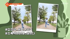 가을이 오면~🍂 은행나무 길에서 인생샷 찰칵📸 가을 힐링 🍁여주 여행🍁 TV CHOSUN 251021 방송