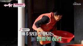 허리가 이렇게 안 좋은데💦 엄마의 목표는 김장 100포기🙀 TV CHOSUN 251214 방송